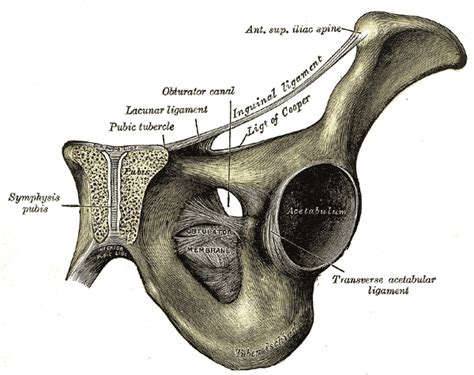 Uptodate on anterior superior iliac spine. Anterior superior iliac spine - wikidoc