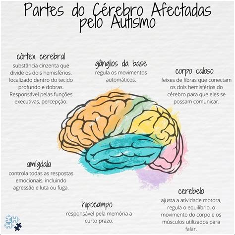 áreas Do Cérebro Afetadas Pelo Autismo
