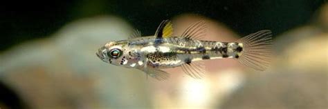 What Is The Smallest Fish In The World Imbalife
