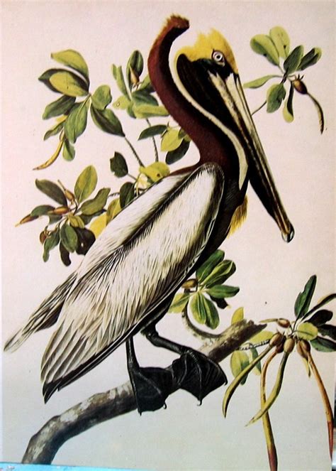 1978 Vintage Audubon Bird Print Brown Pelican