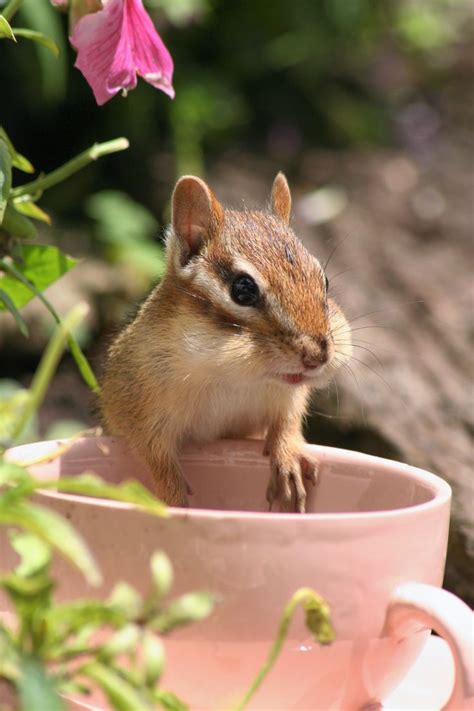 Chipmunk In Cup Cute Animal Pictures Baby Animals Cute Animals