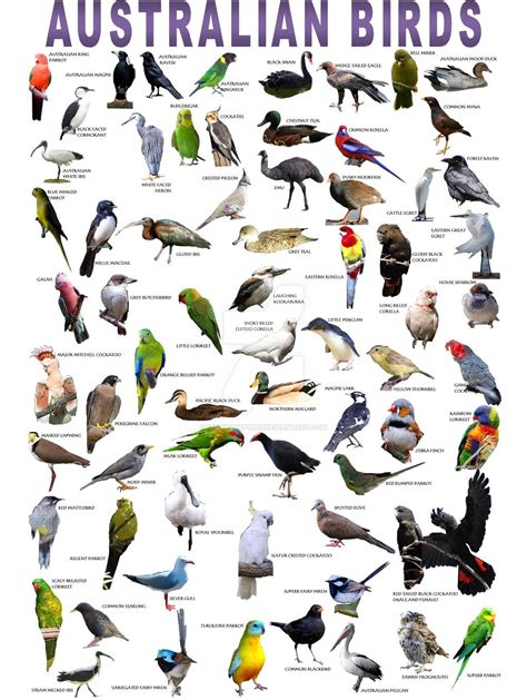 Australian Birds Poster Australian Native Birds Australian Native