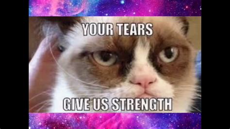Funniest Grumpy Cat Memes Clean Youtube