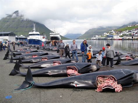 When visiting the faroes you are never more than 5 km away from the ocean. "Whale Murder" in the Faroe Islands: 100 Pilot Whales Slain for Cultural Tradition | HuffPost