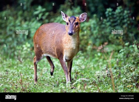 Muntjac Deer Muntiacus Reeversi Female Stock Photo Alamy