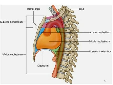 Mediastinum Anatomía Anatomia Y Fisiologia Humana Anatomía Médica
