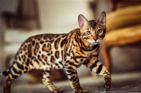 Fakta Unik Kucing Ashera Kucing Langka Dan Mahal Gramedia Com