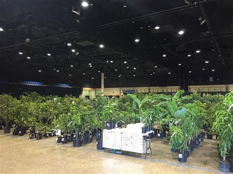 These tropical trees thrive in warm environments. Giant Fruit Tree Sale, Bradenton & Sarasota FL - May 19 ...