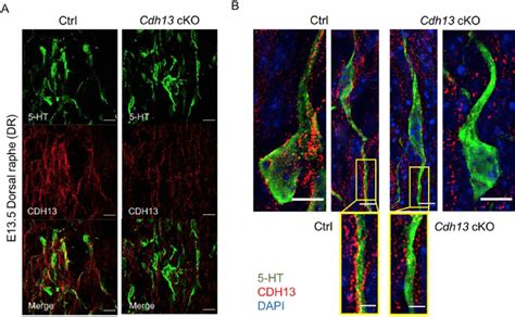 Immunofluorescence Of Cdh13 In 5 Ht Neurons In Ctrl Vs Cdh13 Cko