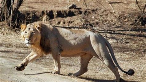 Asiatic Lion Spotted In Gujarats Barda For 1st Time Since 1879