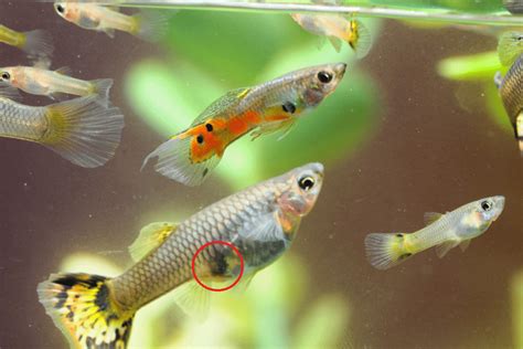 How Long Is A Guppy Pregnant Gestation Period Explained Pet Fish