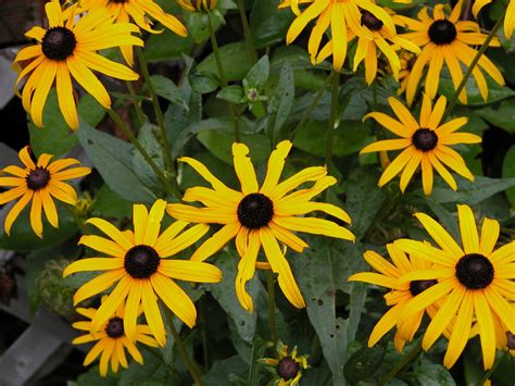 Yellow Summer Flowers Free Photo Download Freeimages