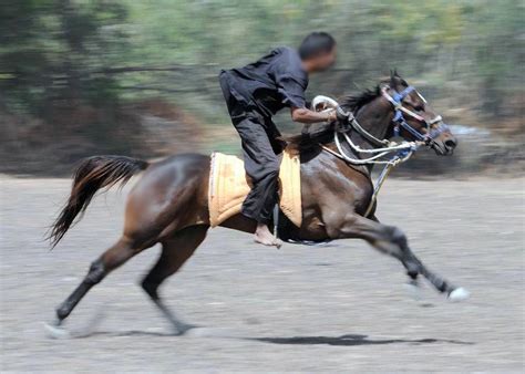 How To Ride A Horse Fast Horseback Riding Information And Facts