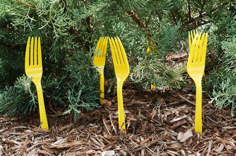 How to repel squirrels with vinegar. Tips for Repelling Cats | Repel Cats from your yard - I ...
