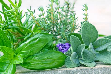 Herbs: general growing & care - Sloat Garden Center