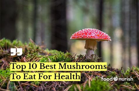 10 Best Mushrooms To Eat For Health In 2023 Fact Checked
