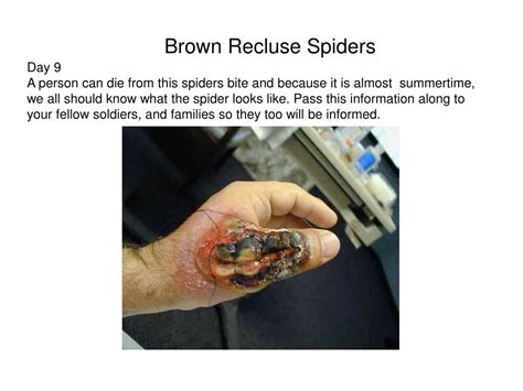 Ppt Brown Recluse Spiders Powerpoint Presentation Free Download Id