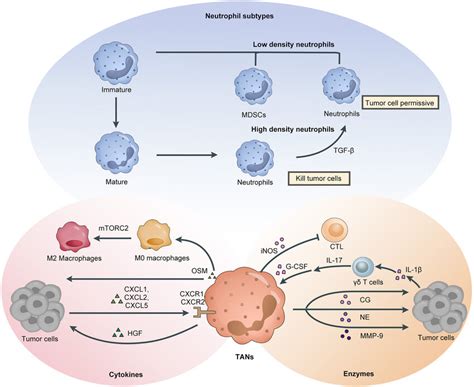 Tans Effects On Promoting Tumor Progression Neutrophils Can Be Roughly