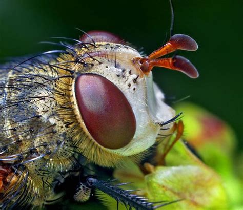 Extreme Close Ups Of Insects Eyes Pics Izismile