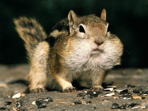 Funny Squirrels Pictures For Widescreen Funny Animal