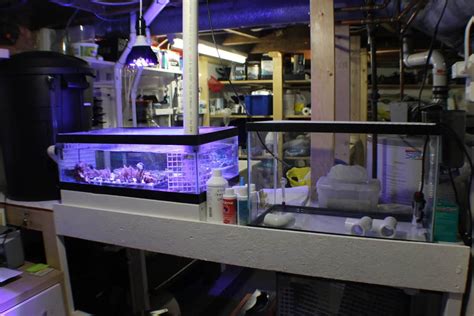 Setting Up A Fish Quarantine Tank For Beginners The Beginners Reef