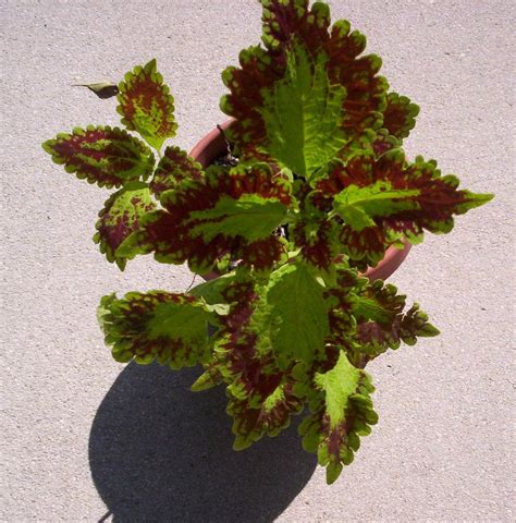 How To Propagate Coleus An Ornamenal Plant Propagation Growing Plants