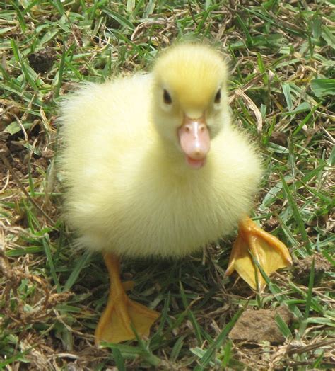 Little Fluffy Ducks Videos De Patos Animales Exóticos Mascotas