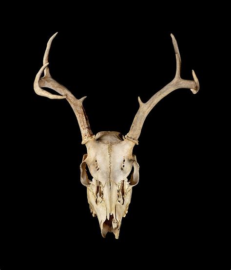 Deer Skull Still Life Photograph By Steve Snowden Pixels