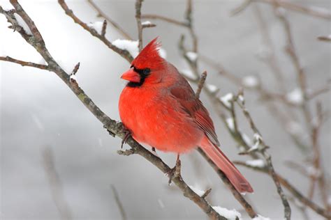 Cardinal In Snow Much Snow Lots Of The Regular Birds At Flickr