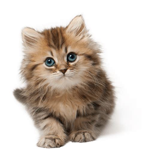 Cute Cat Kitten Png Png Image Purepng Free Transparen