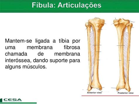 Aula 07 Radiologia Anatomia Do Esqueleto Apendicular Tíbia E Fí