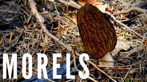 Finding The Mysterious Morel Mushroom Youtube