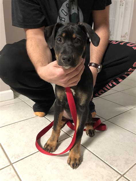 Maybe you would like to learn more about one of these? 79+ Pitbull Rottweiler Lab Mix Puppy - l2sanpiero