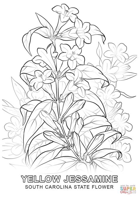Ranch work and youth programs. South Carolina State Flower coloring page | Free Printable ...