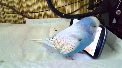 Angry Budgie Youtube