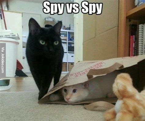 Spy Vs Spy Cat Meme Funny Animal Pictures Funny Cats