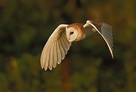 Alan James Photography Barn Owls Hunting