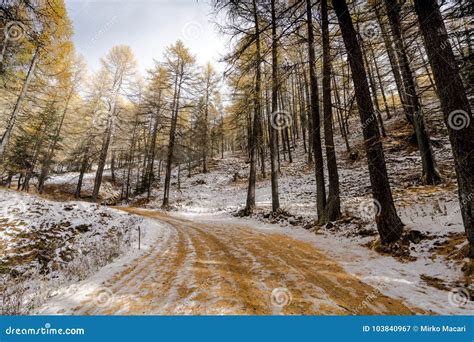 Colorful Snowy Forest Road In Early Winter Forest Stock Image Image