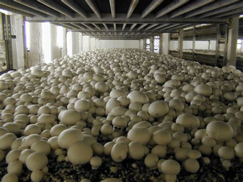 everything about mushroom farming in india you should know