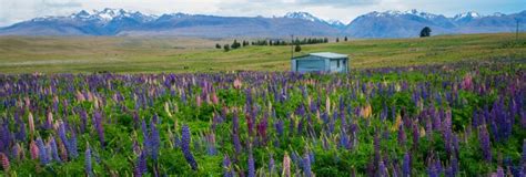 Premium Photo Landscape At Lake Tekapo Lupin Field In New Zealand