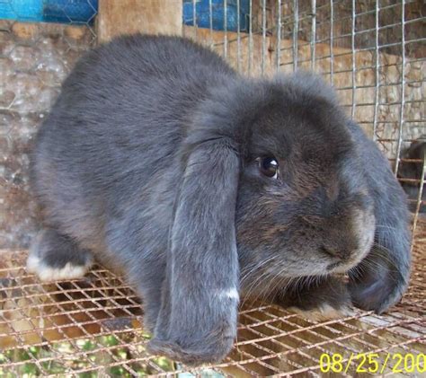 But it is a lethal gene that dwarfs these little if you're a breeder of dwarf bunnies, or simply interested in knowing more about tiny rabbits, you'll want to understand how the dwarf gene works. French Lop Rabbit: Facts, Temperament, and Care, with Pictures