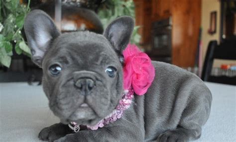 65 Akc Blue French Bulldog Puppies For Sale Photo Bleumoonproductions