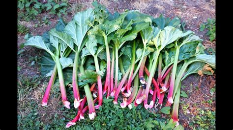 How To Harvest Rhubarb Growing Rhubarb In The Pacific Northwest Youtube