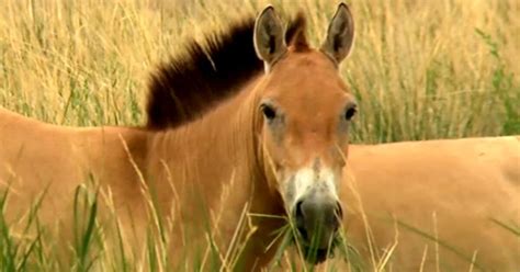 Tahki Reintroducing Wild Horses To Mongolia Amnh