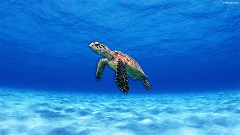 HD Turtle Wallpapers Top Free HD Turtle Backgrounds WallpaperAccess