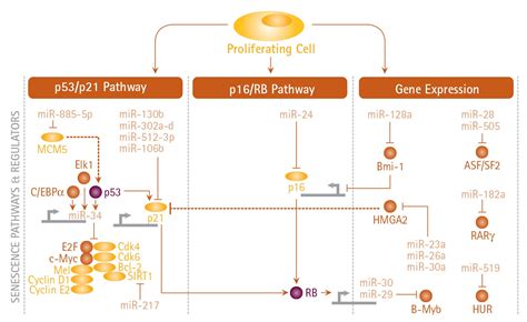 Cellular Senescence Life Science Research Milliporesigma