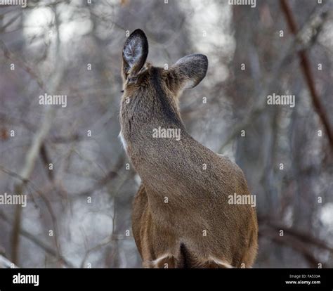 Deer Looking Back High Resolution Stock Photography And Images Alamy