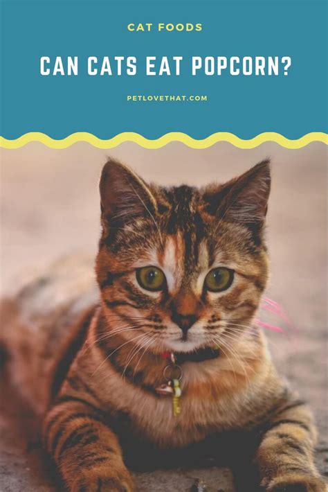 Can Cats Eat Popcorn Cat And Dog Memes Cats Cat Questions