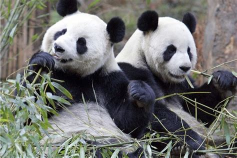 Giant Panda Population On The Rise While Eastern Gorillas Face