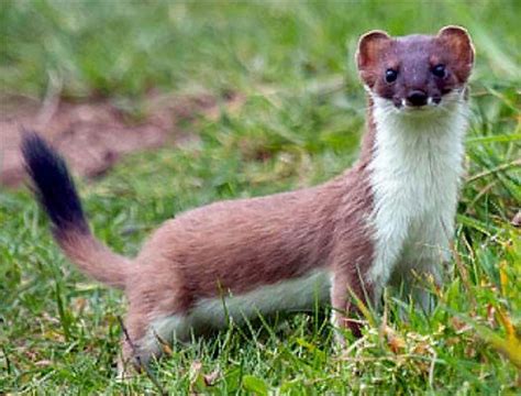 Short Tailed Weasel Or Stoat Facts And Description Mammal Age